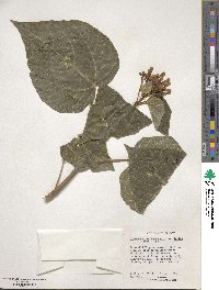 Clerodendrum speciosissimum image