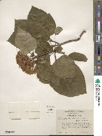 Clerodendrum bungei image