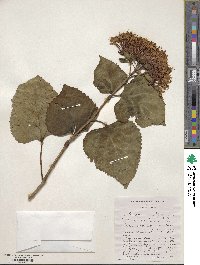 Clerodendrum bungei image