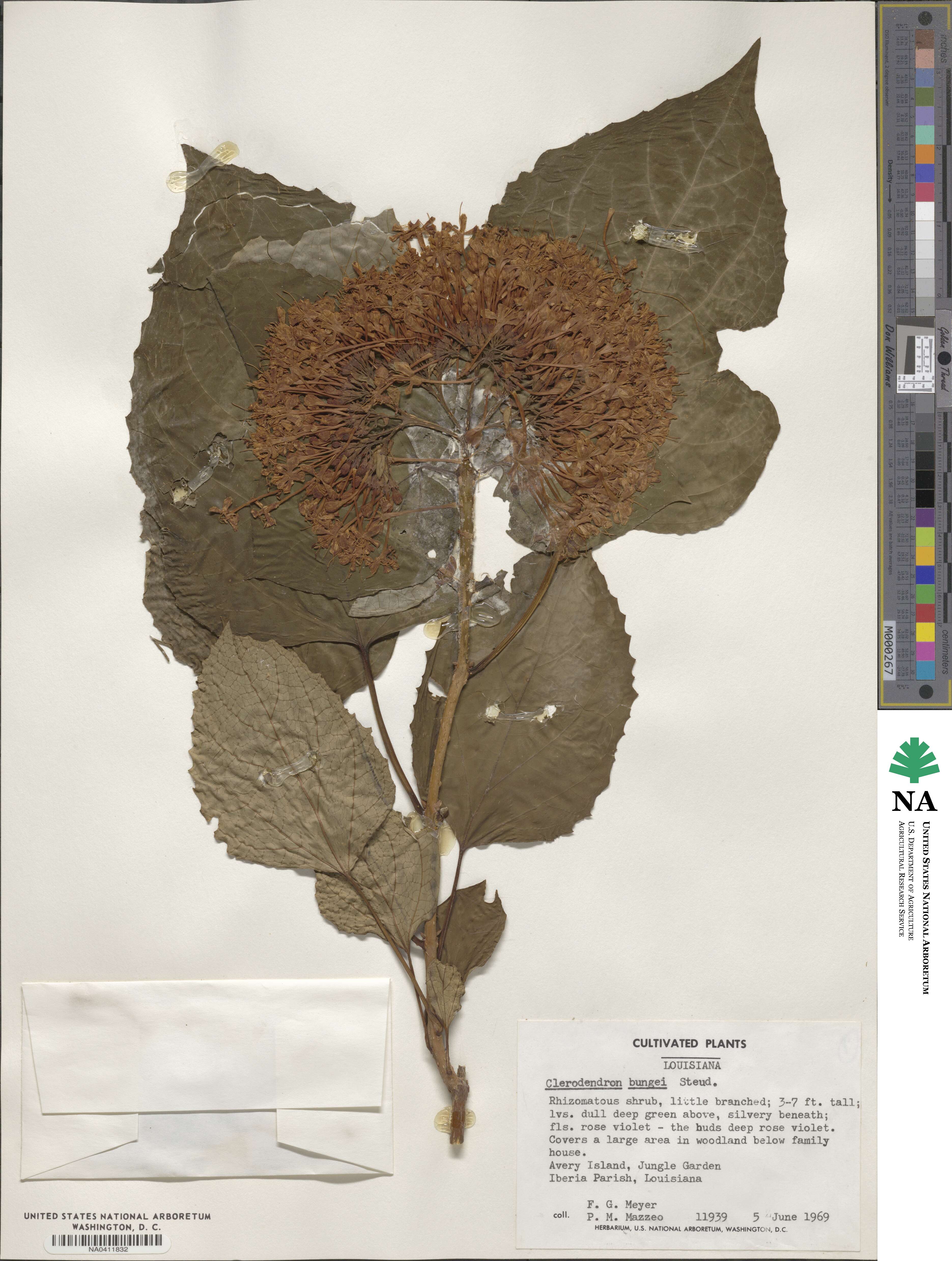 Clerodendrum bungei image