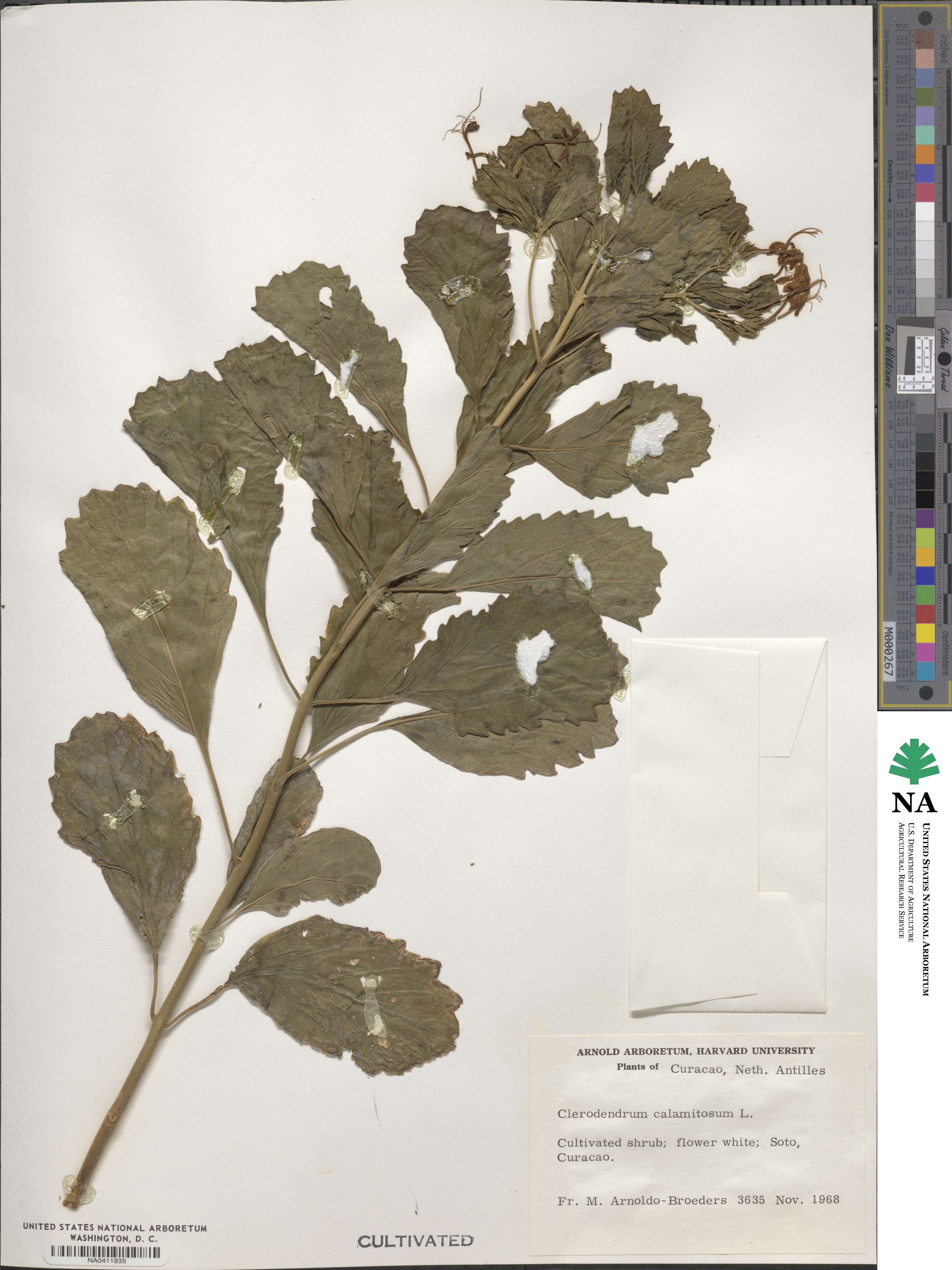 Clerodendrum calamitosum image