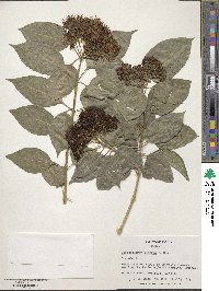 Volkameria glabra image