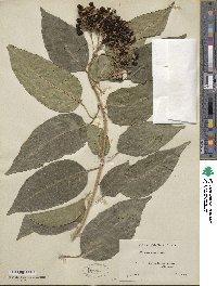 Volkameria glabra image