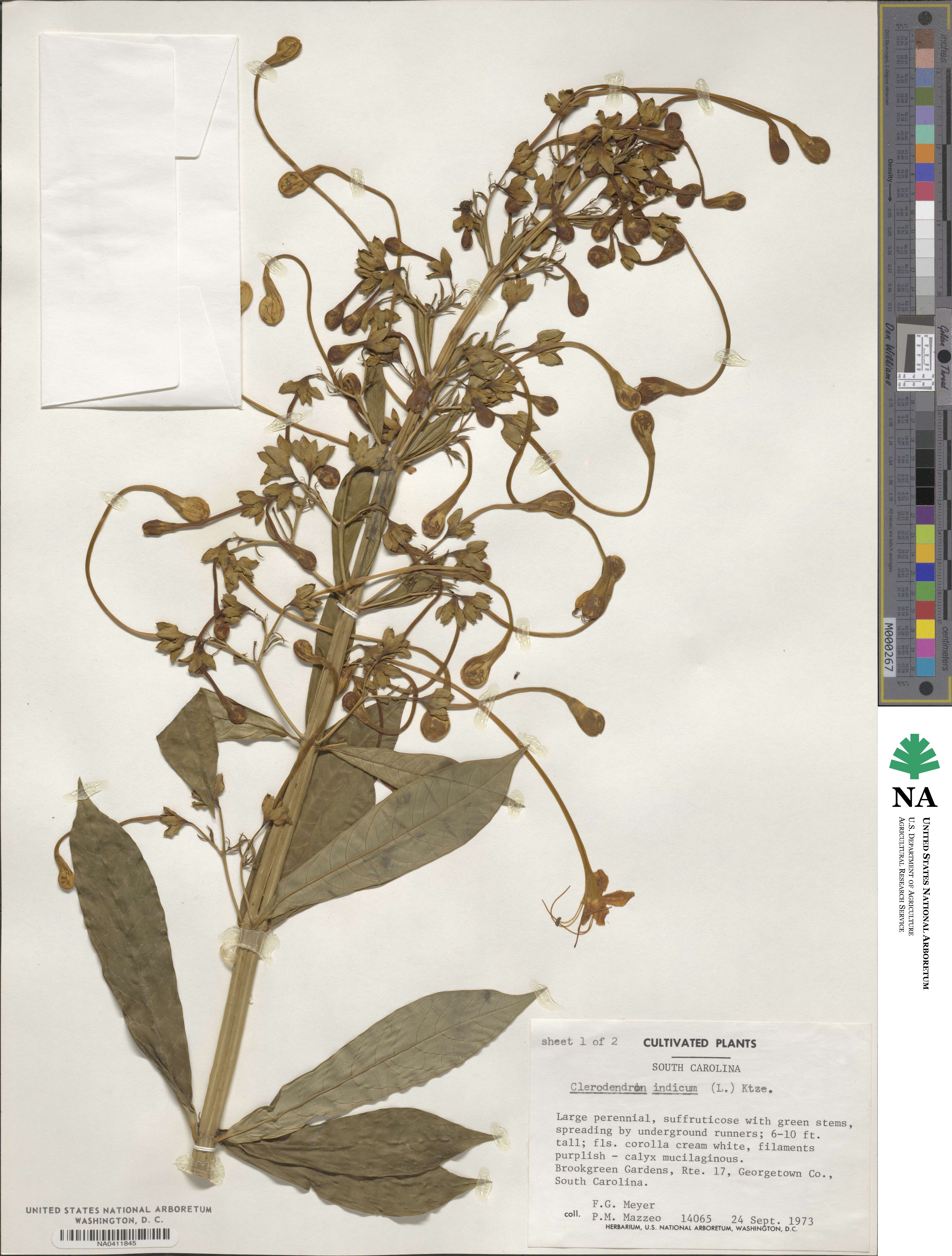 Clerodendrum indicum image