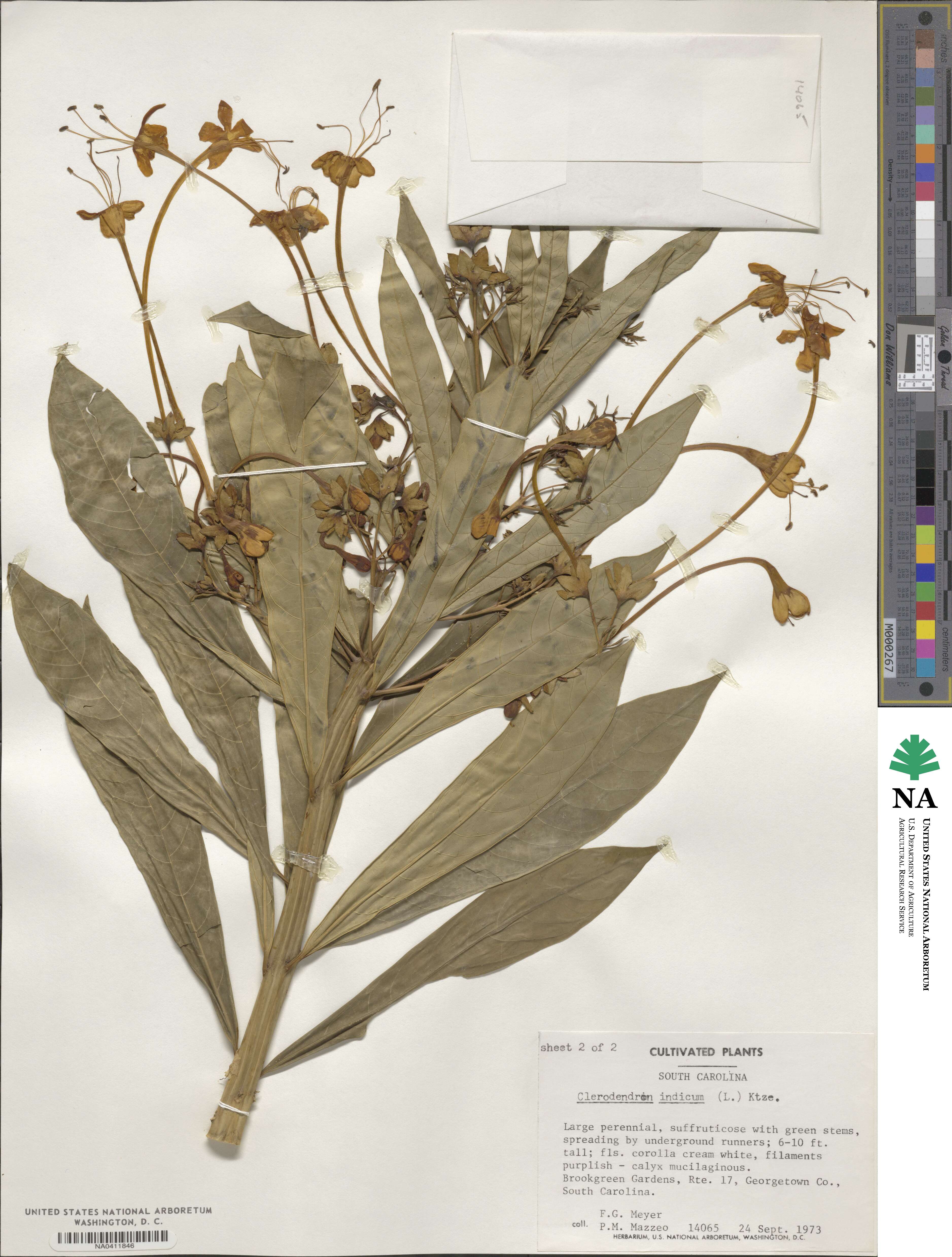 Clerodendrum image
