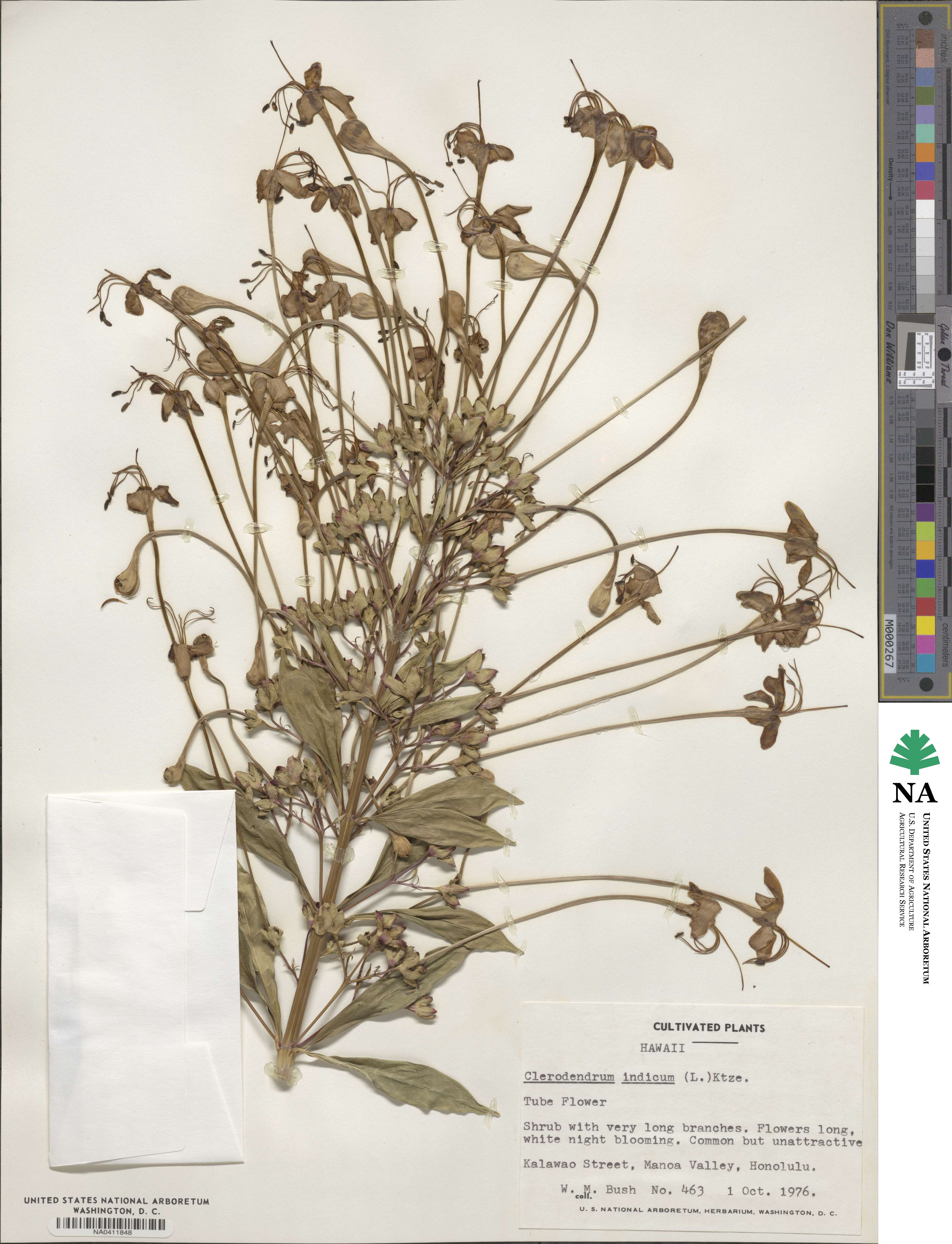 Clerodendrum indicum image