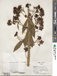 Clerodendrum indicum image