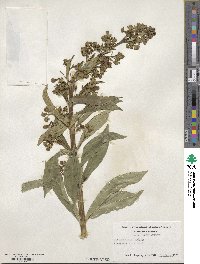 Clerodendrum indicum image