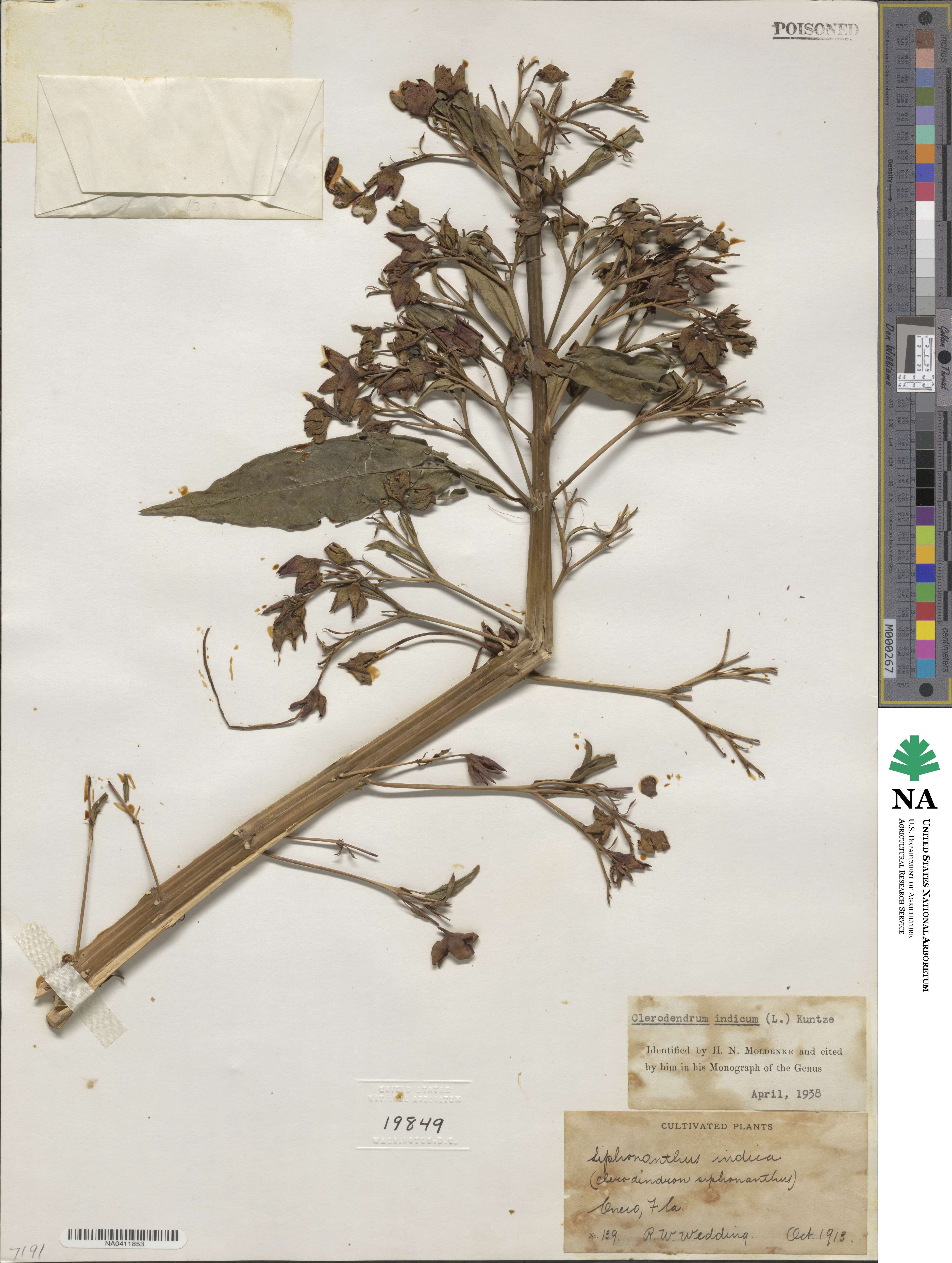Clerodendrum indicum image