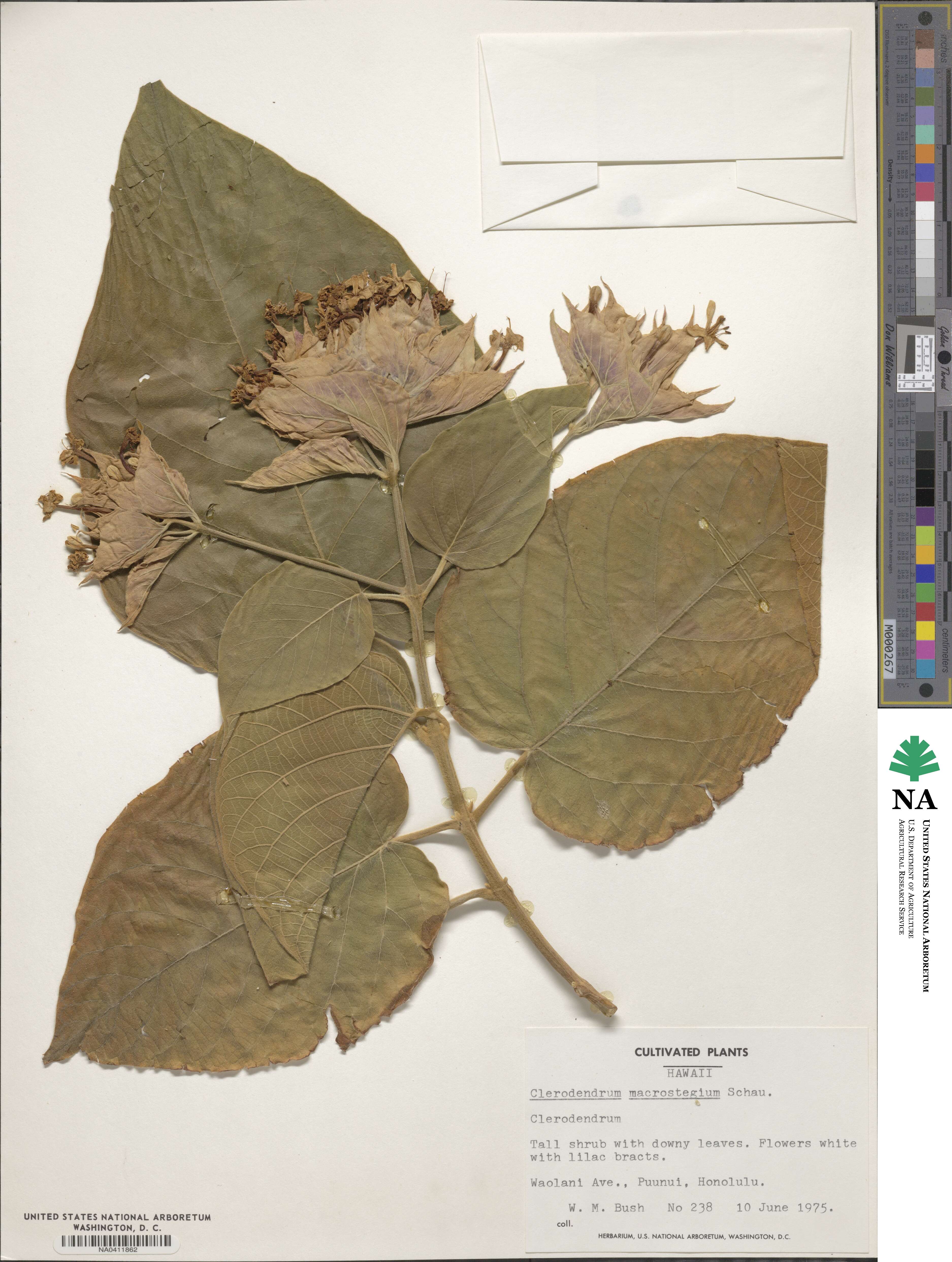 Clerodendrum macrostegium image