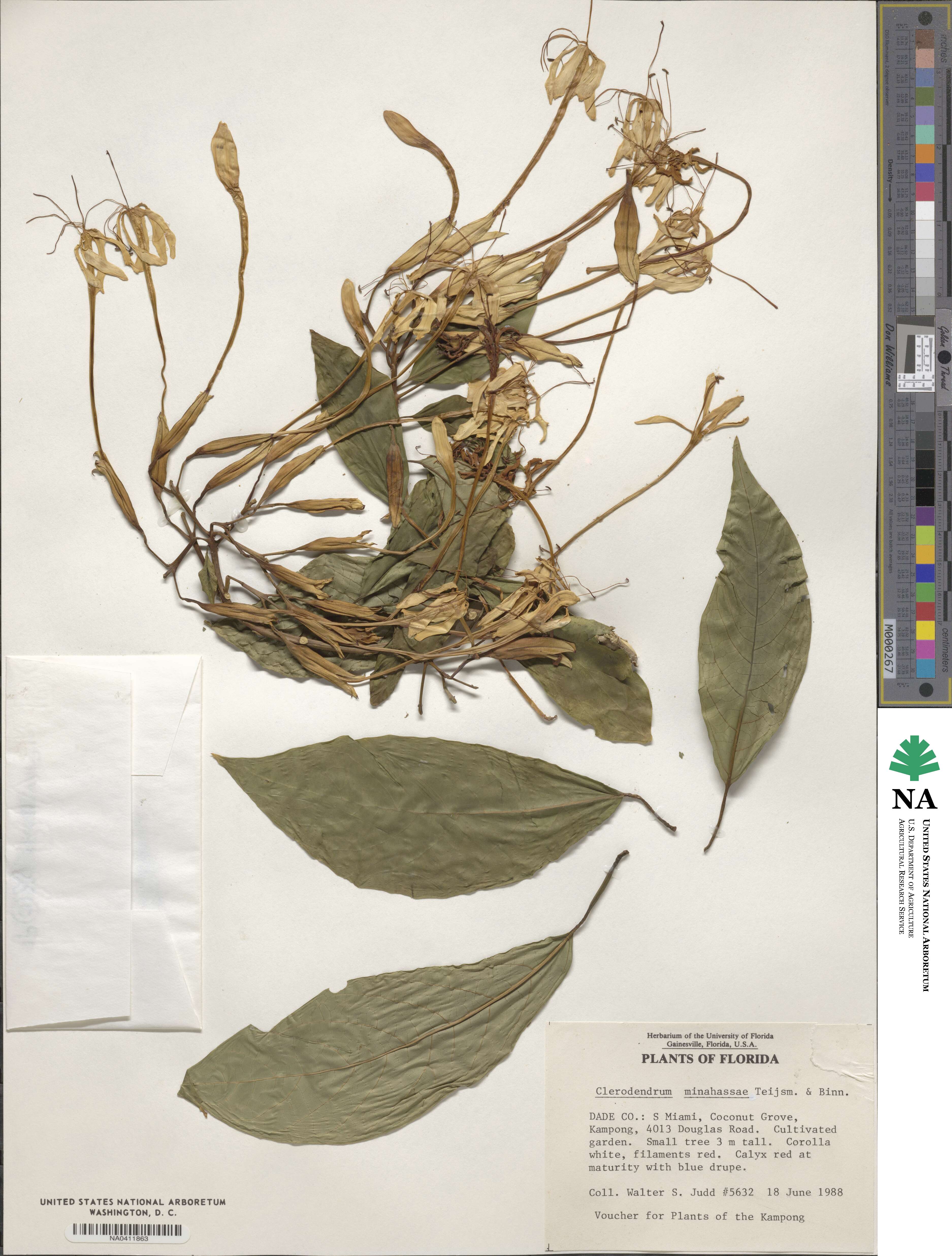 Clerodendrum minahassae image