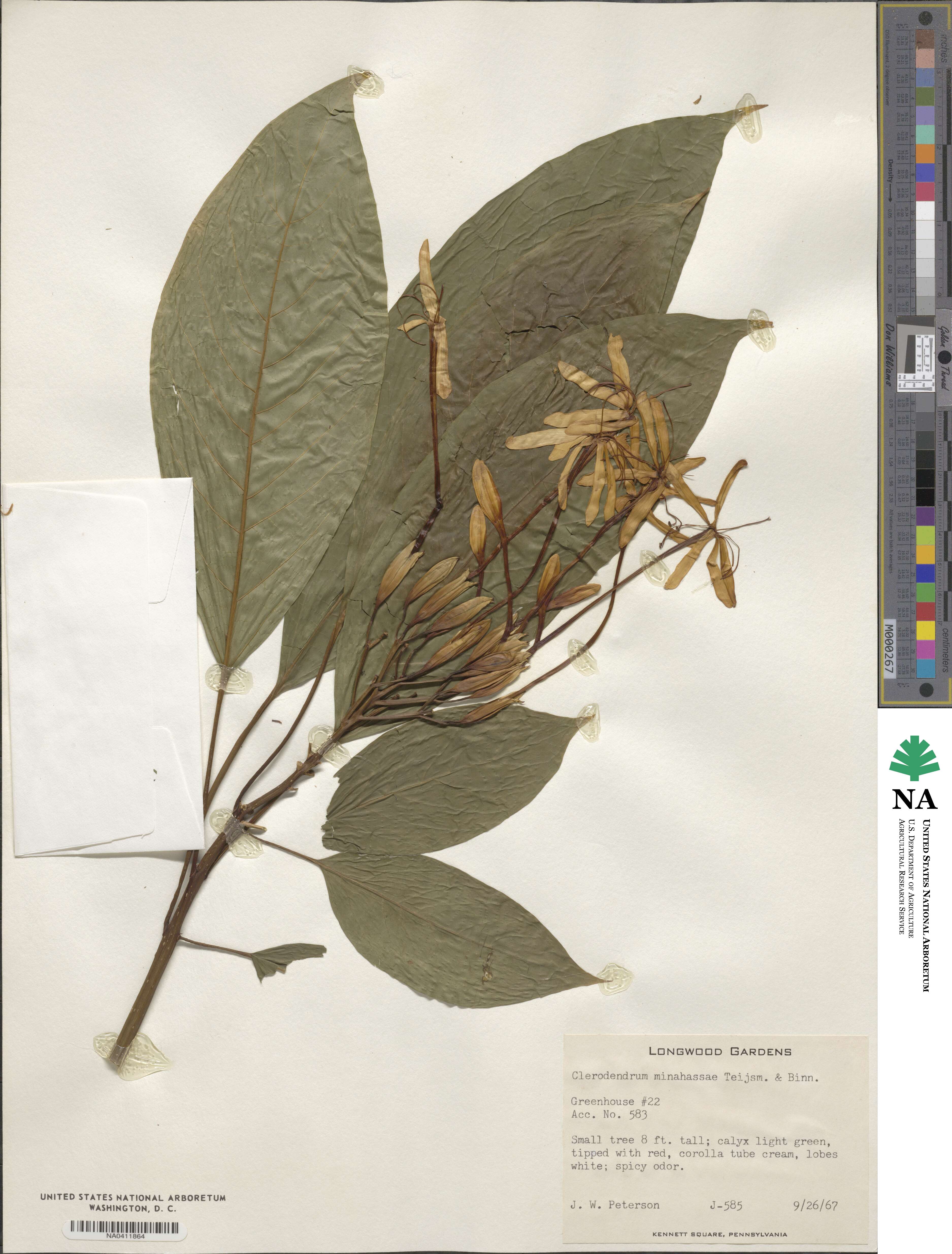 Clerodendrum minahassae image