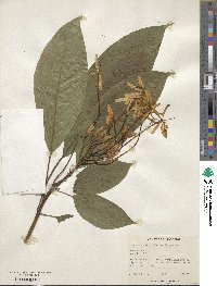 Clerodendrum minahassae image