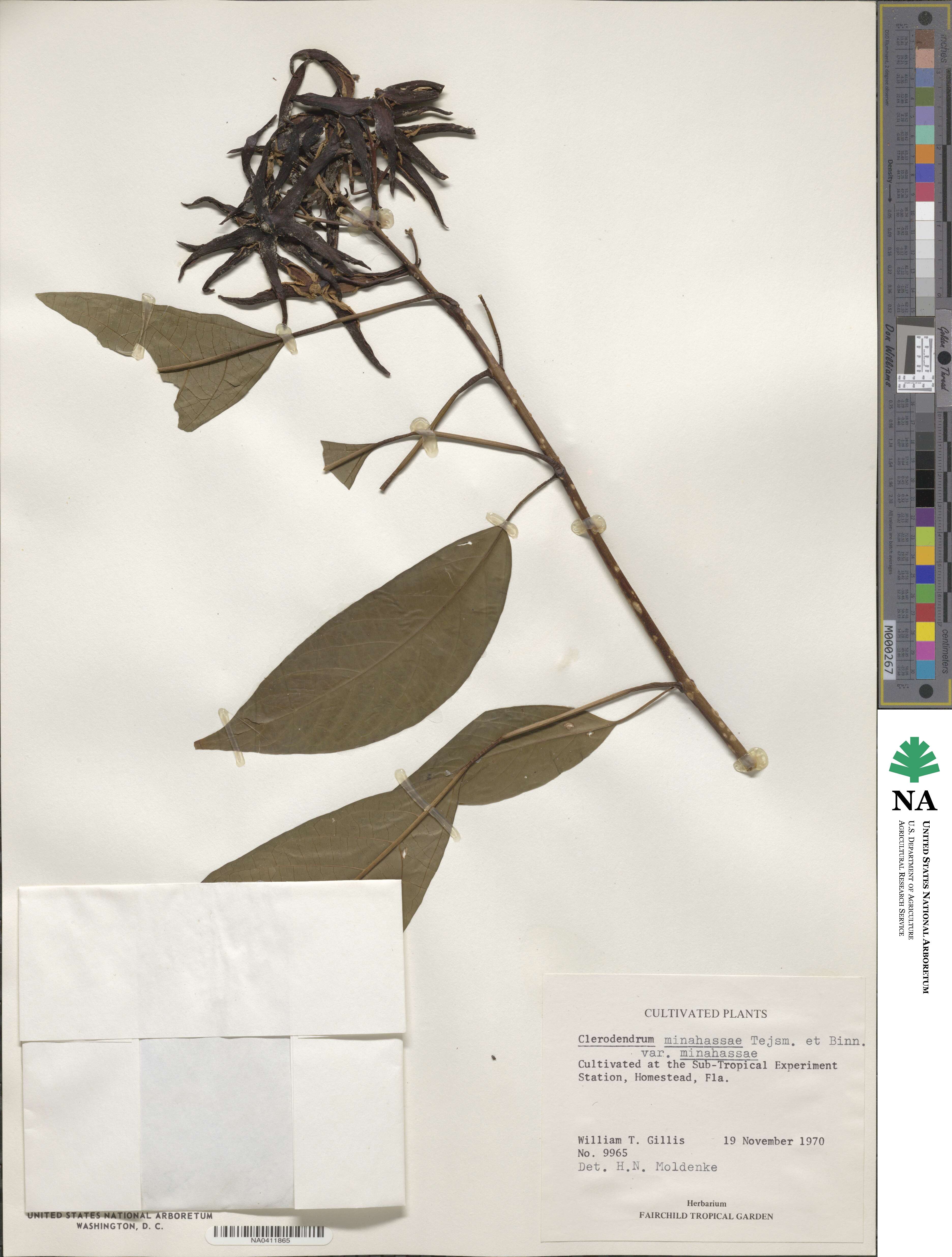 Clerodendrum minahassae image