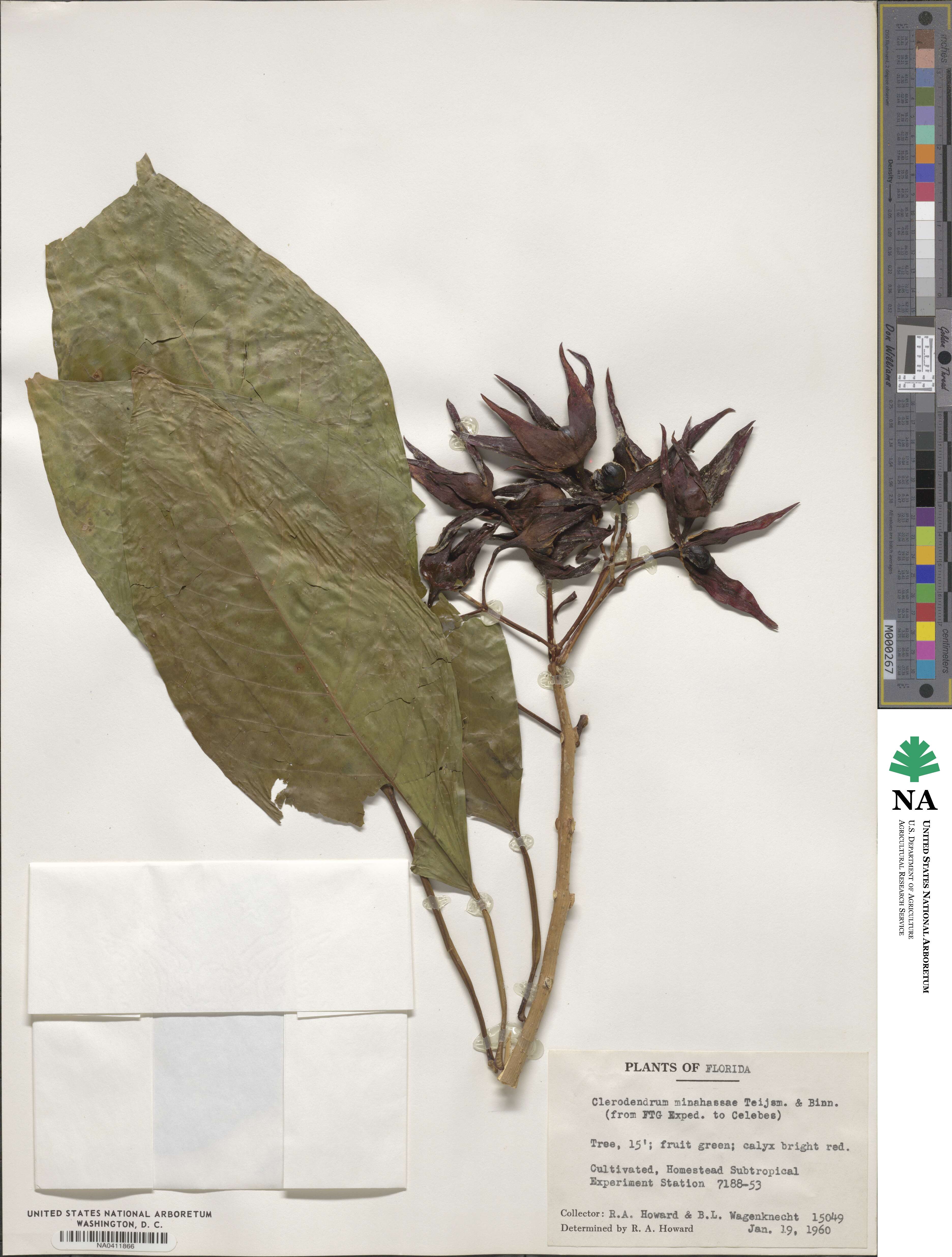 Clerodendrum minahassae image