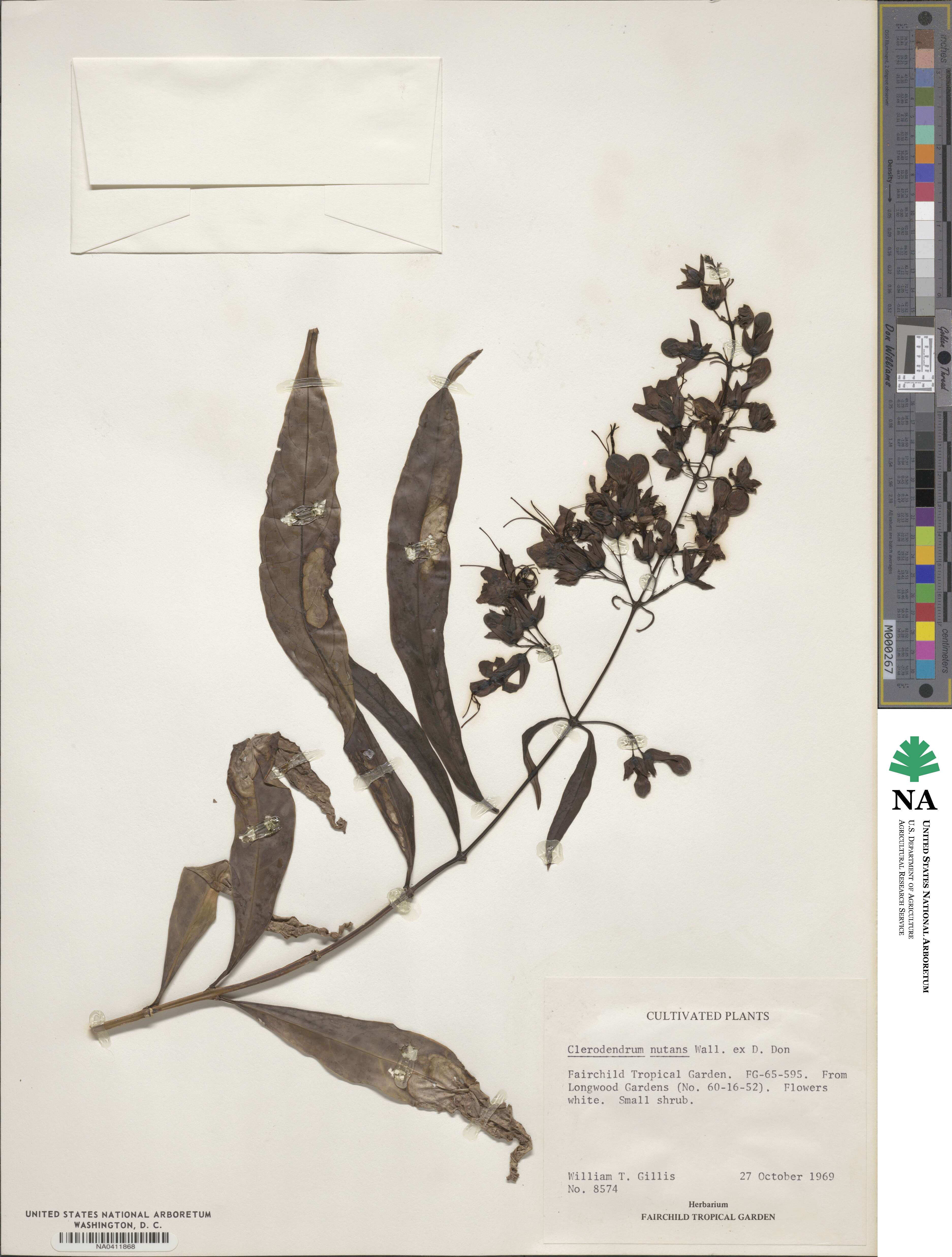 Clerodendrum nutans image