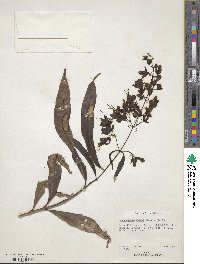 Clerodendrum nutans image