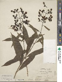 Clerodendrum nutans image