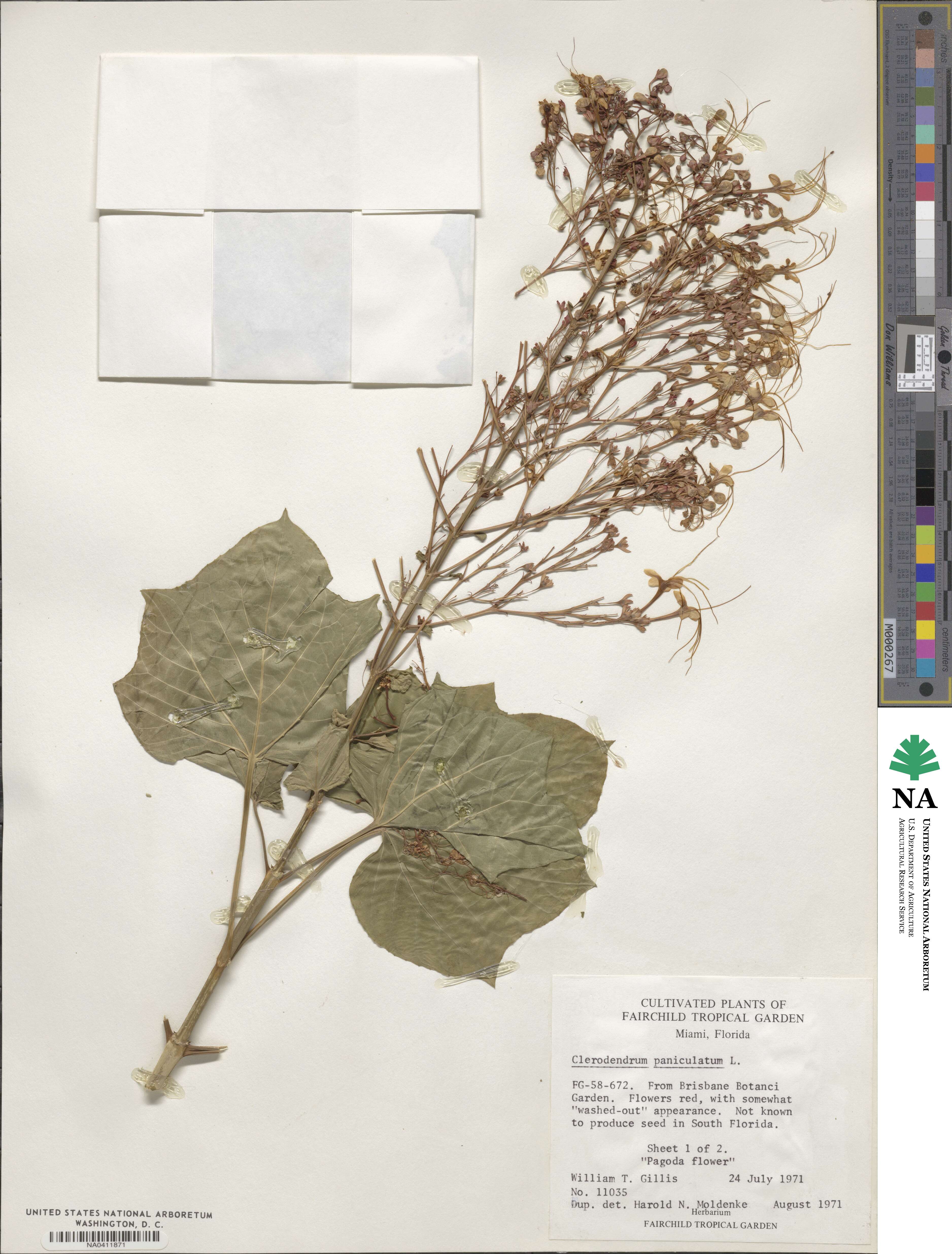 Clerodendrum paniculatum image