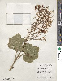 Clerodendrum paniculatum image