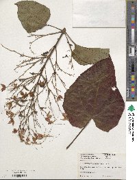 Clerodendrum paniculatum image