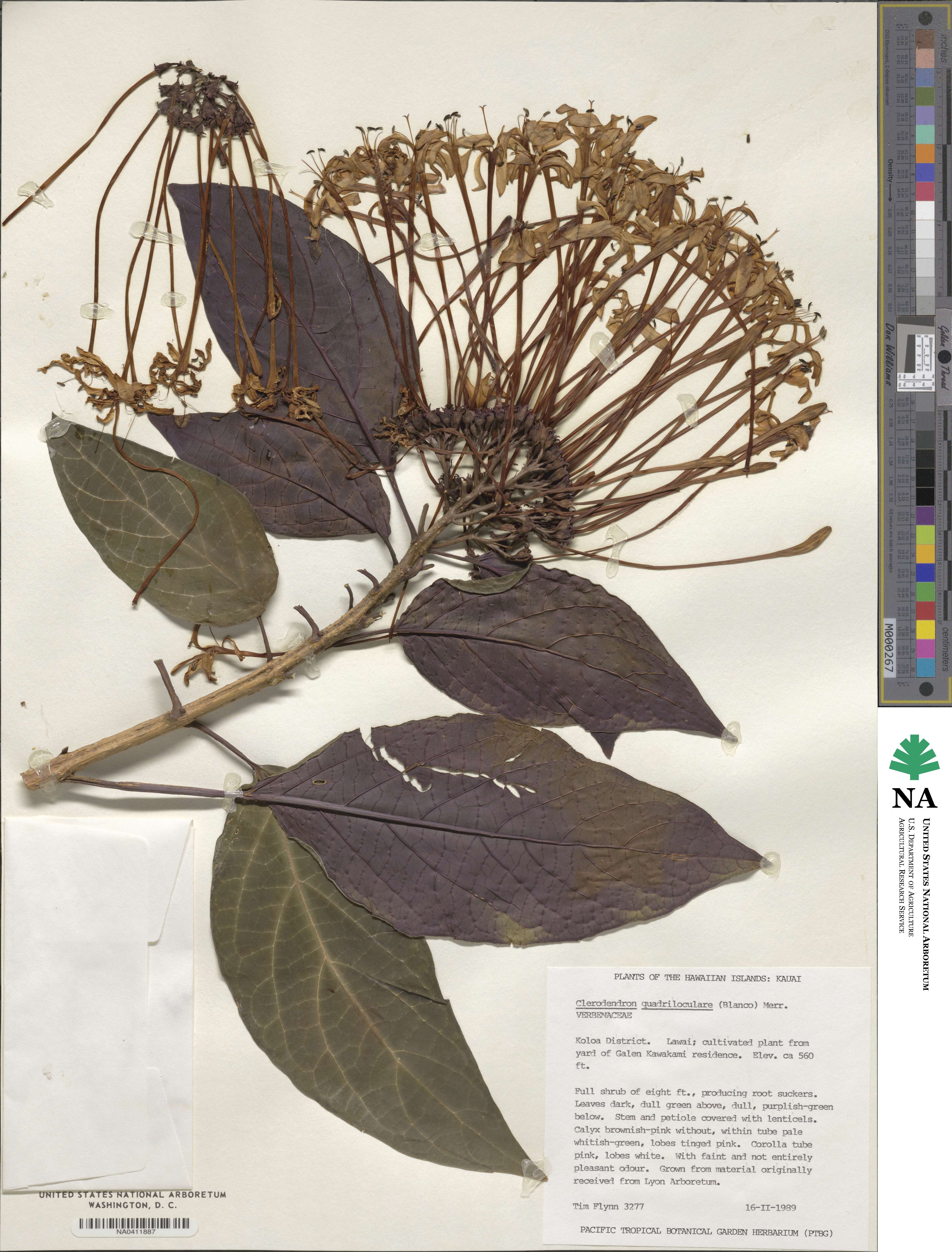 Clerodendrum quadriloculare image
