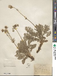 Geum triflorum image