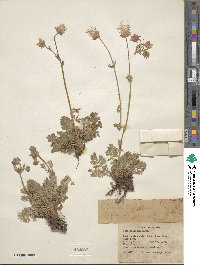 Geum triflorum image