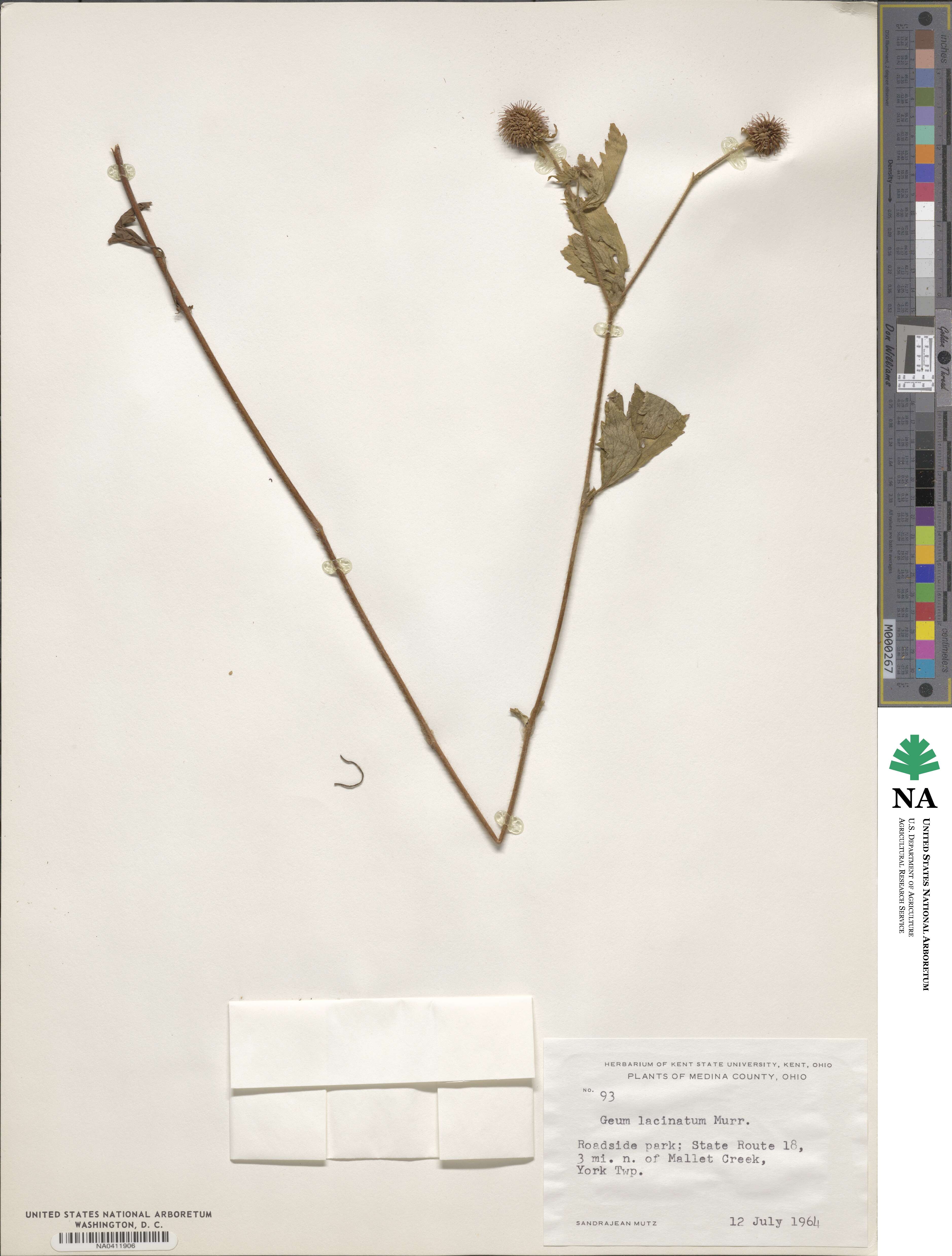 Geum laciniatum image