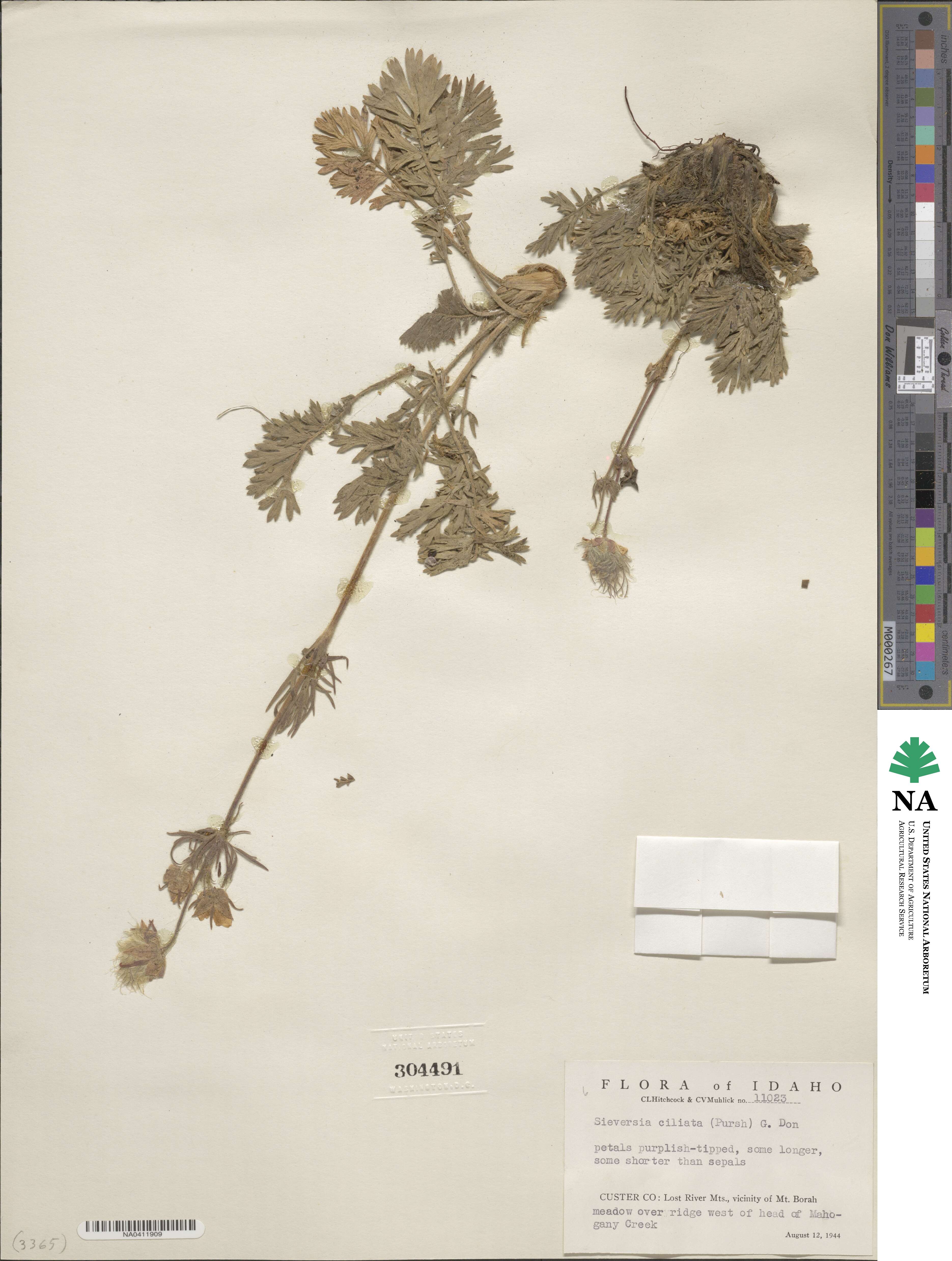 Geum triflorum var. ciliatum image