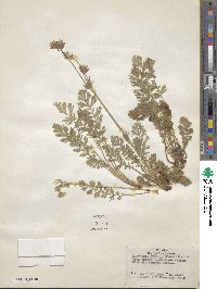 Geum triflorum image