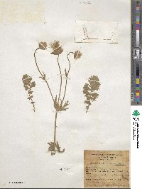 Geum triflorum var. ciliatum image