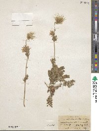 Geum triflorum image