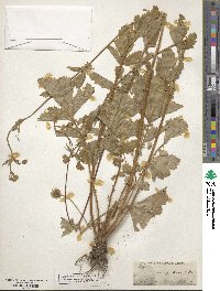 Geum macrophyllum image