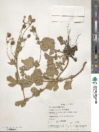 Geum macrophyllum image