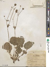 Geum macrophyllum image