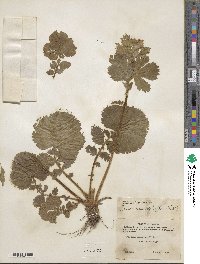 Geum macrophyllum image