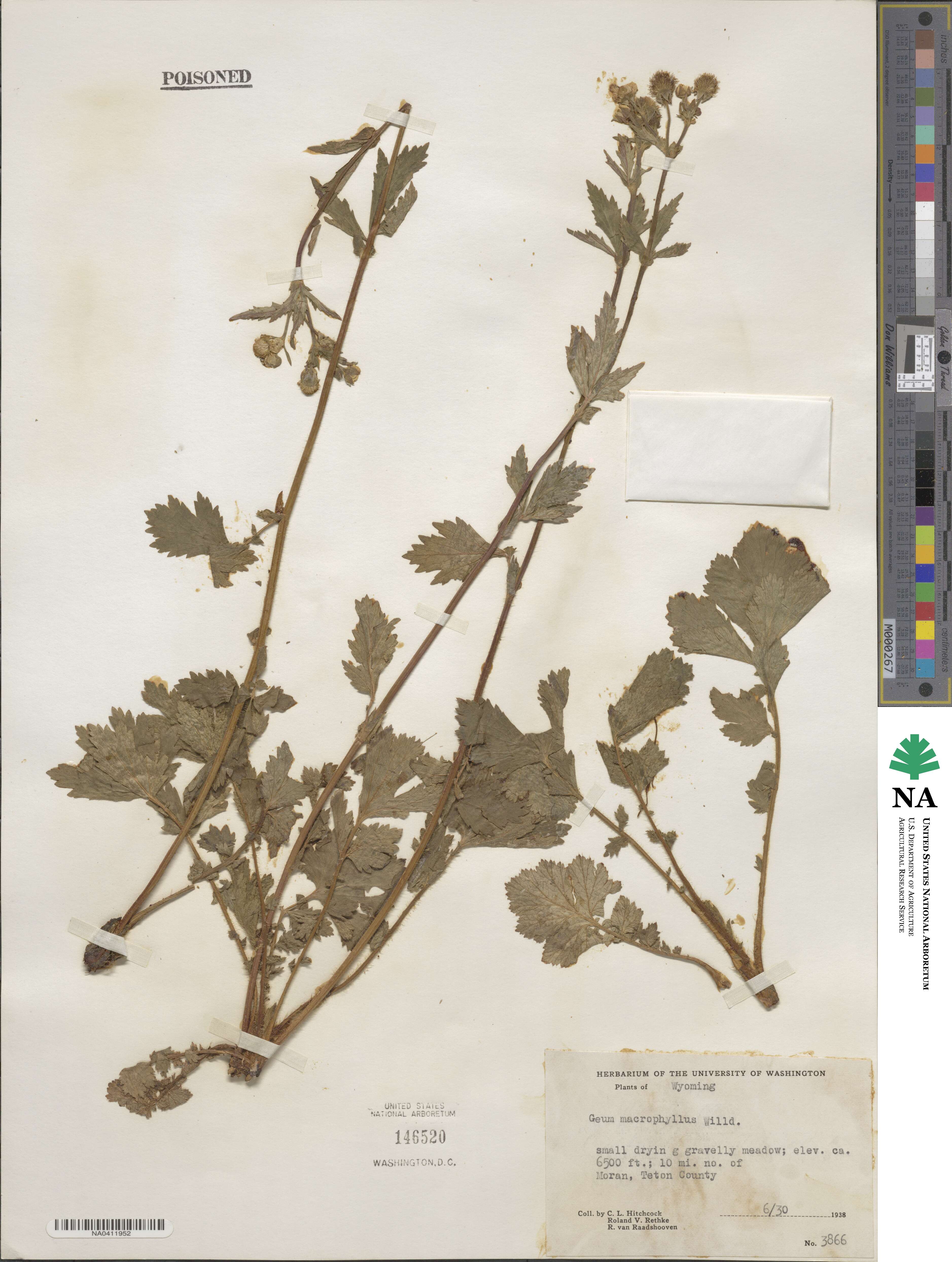 Geum macrophyllum image