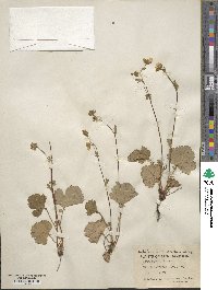 Geum peckii image