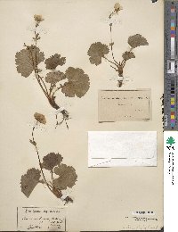 Geum peckii image