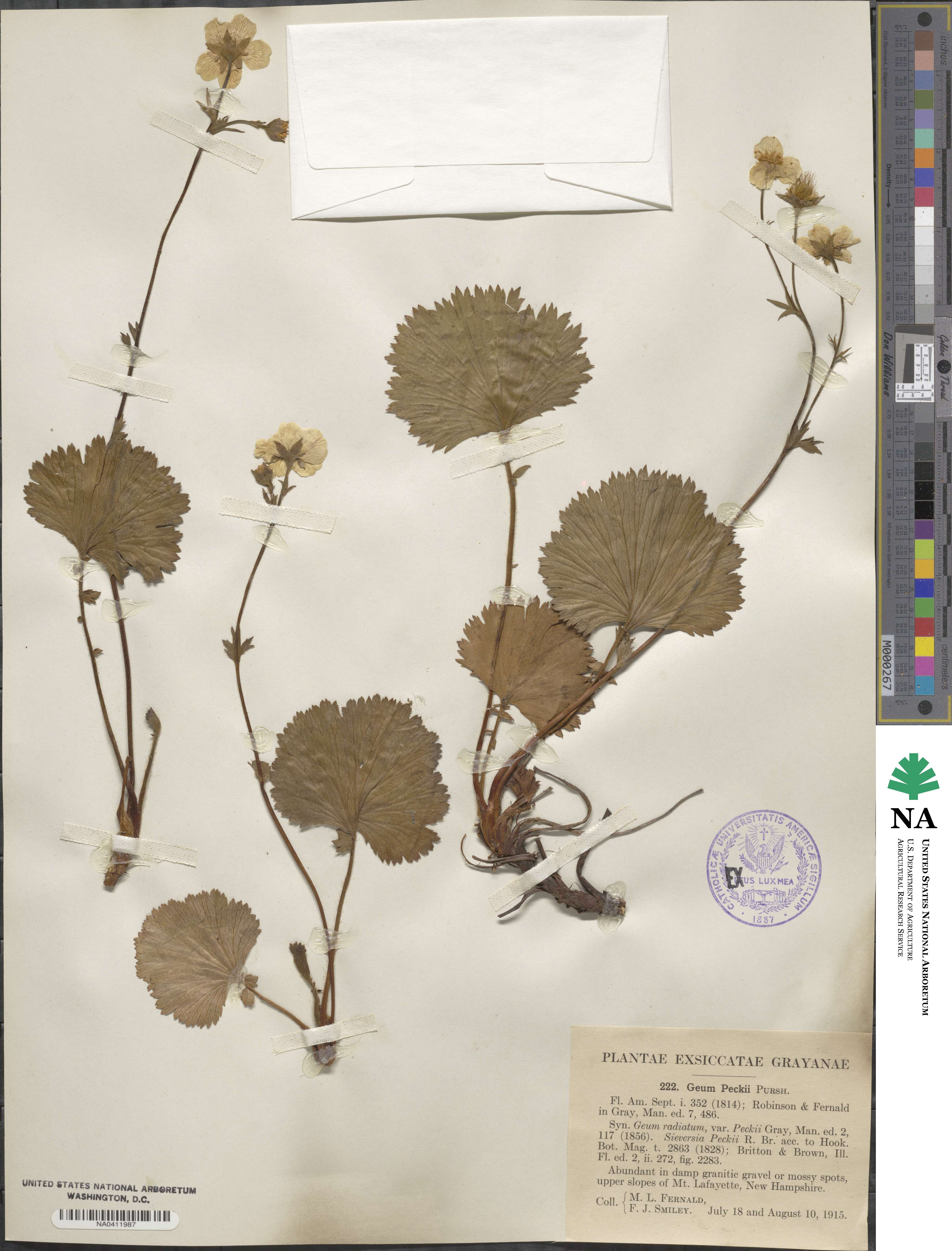 Geum peckii image