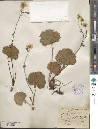 Geum peckii image