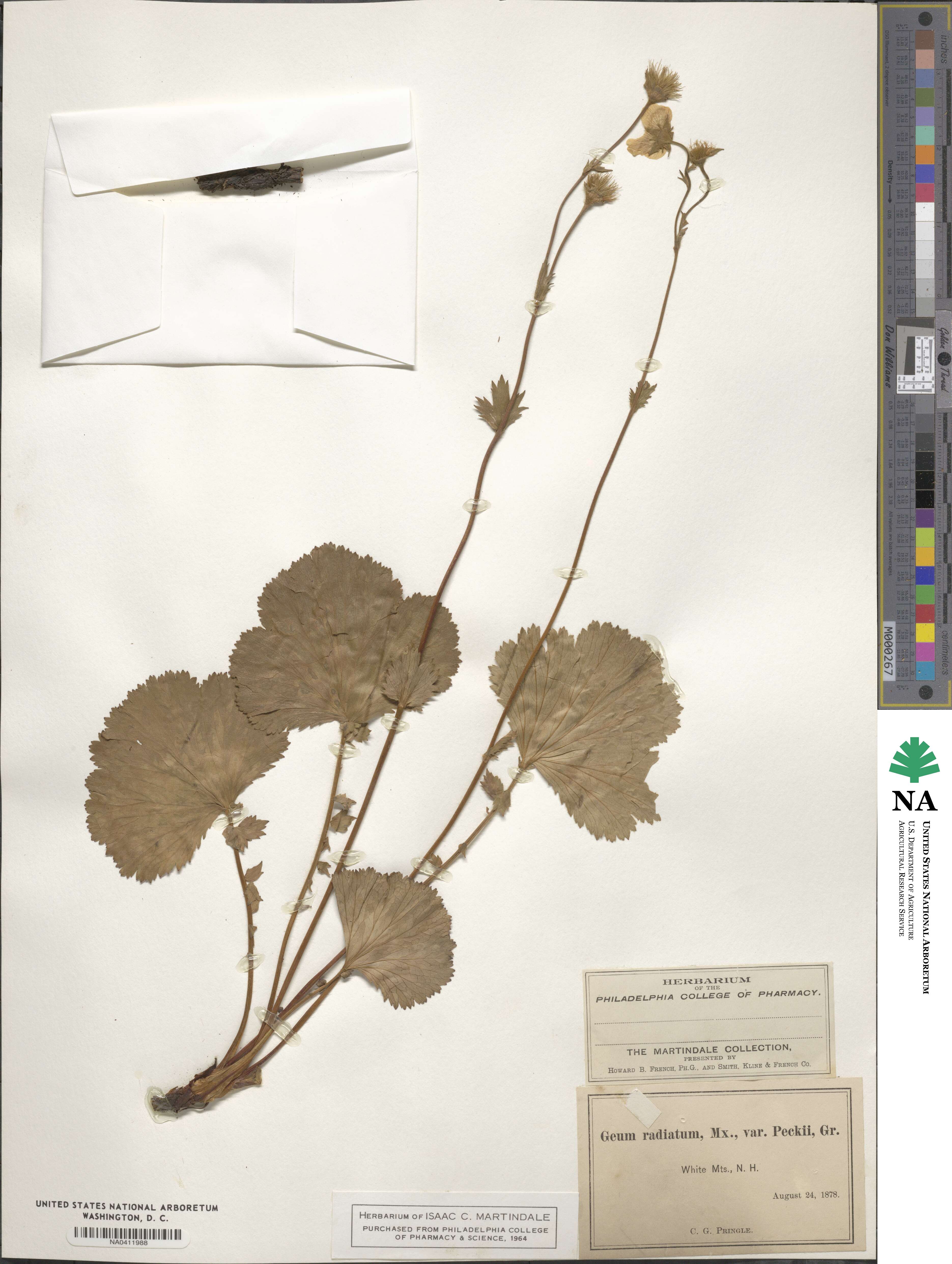 Geum peckii image