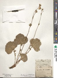 Geum peckii image