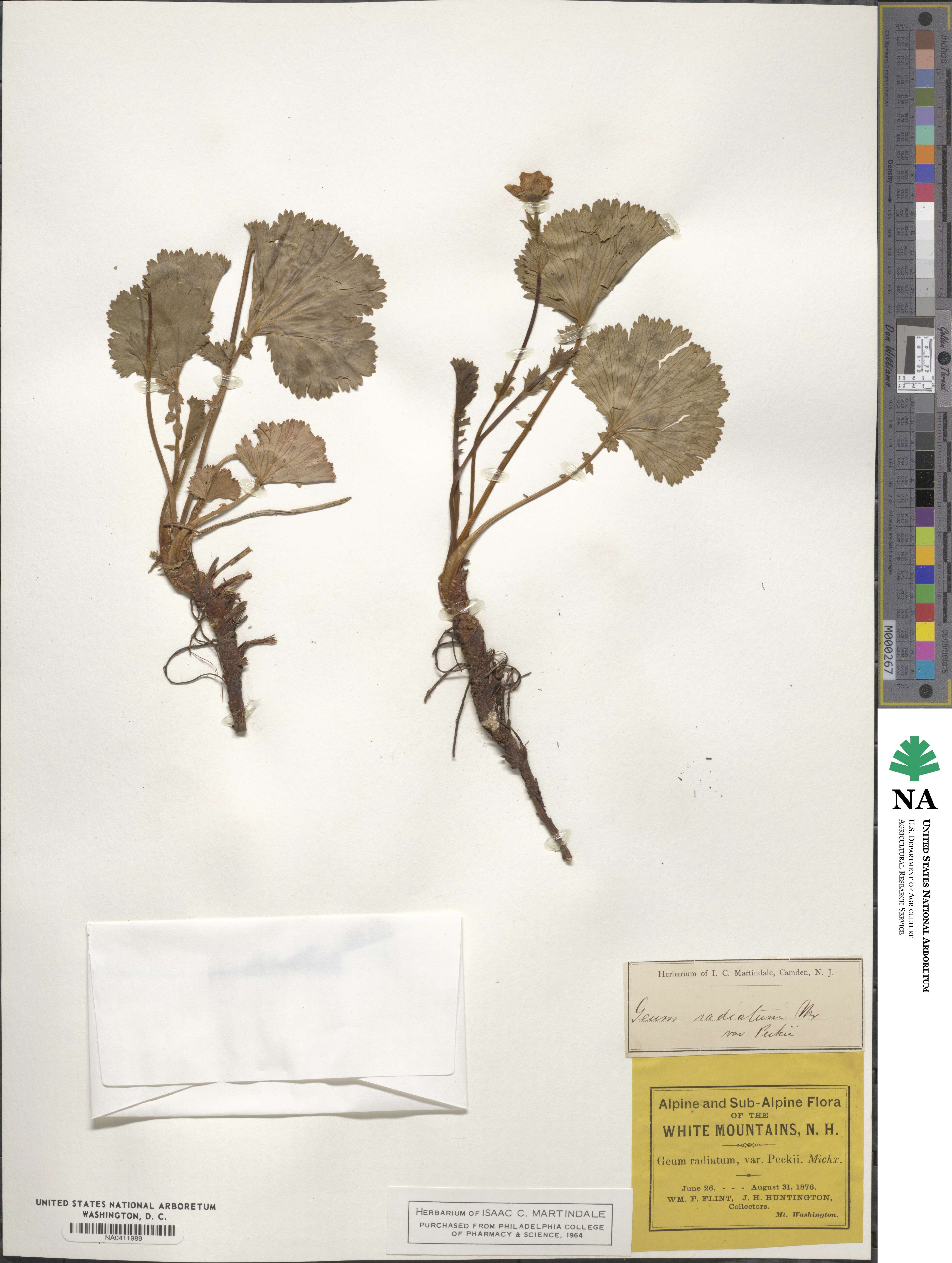 Geum peckii image