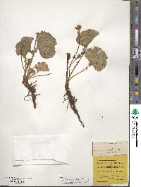 Geum peckii image