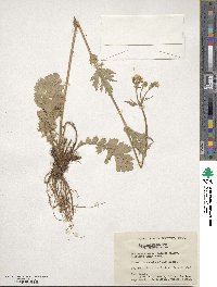 Geum macrophyllum var. perincisum image