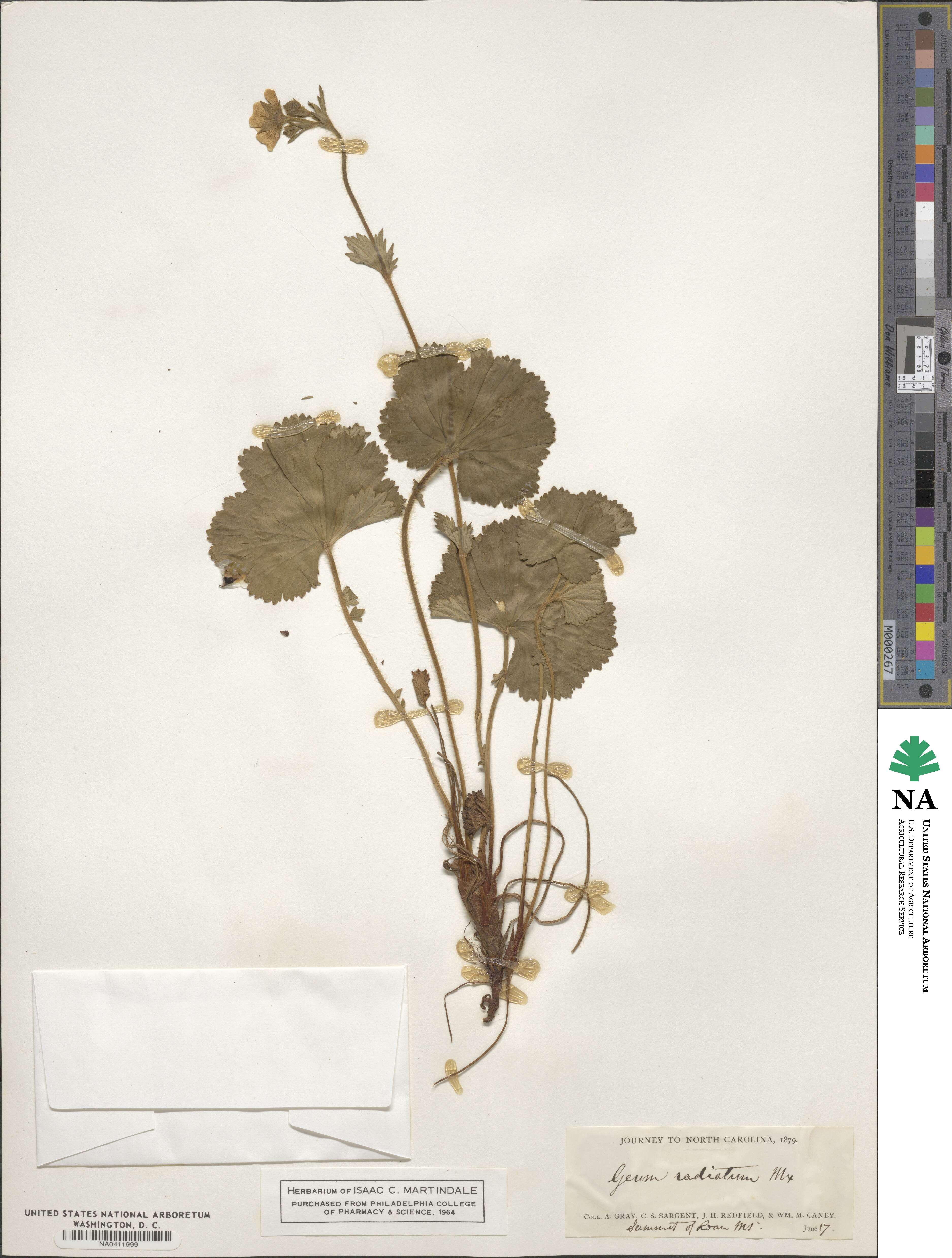 Geum image