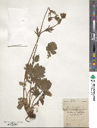 Geum rivale image