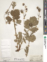 Geum rivale image